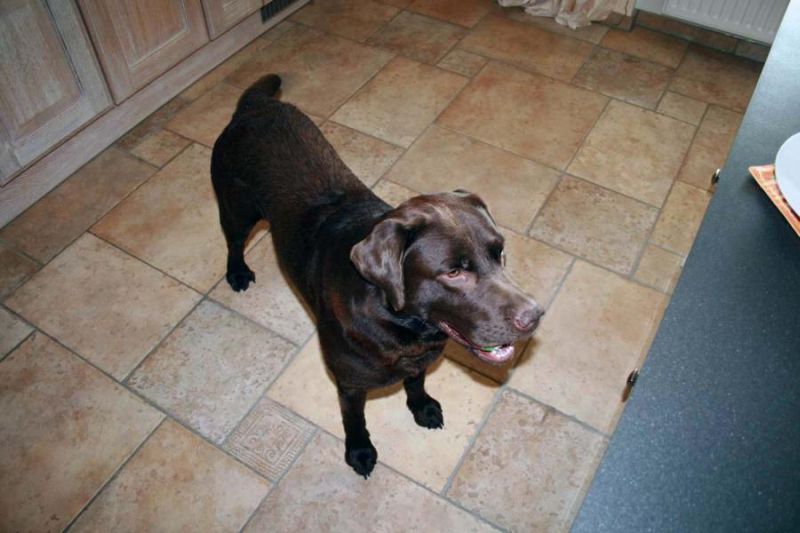 Minden Ferienwohnung Selle GbR: Wachhund